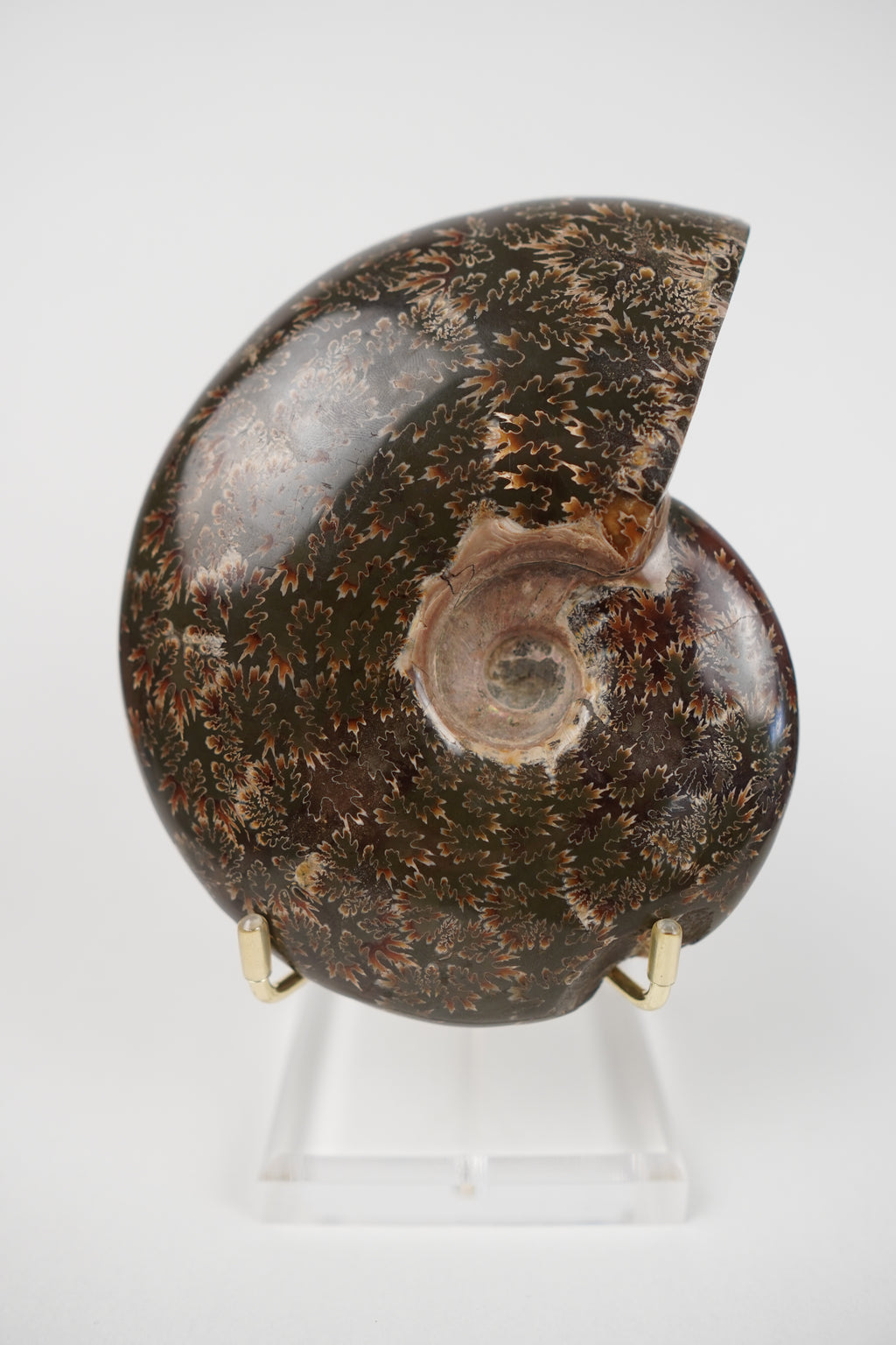 Large Ammonite on Stand