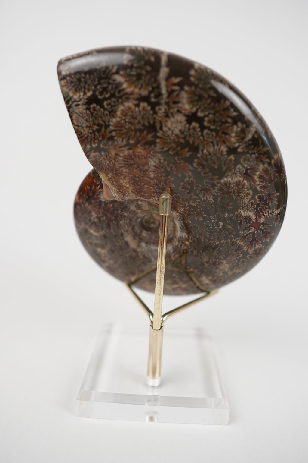 Large Ammonite on Stand