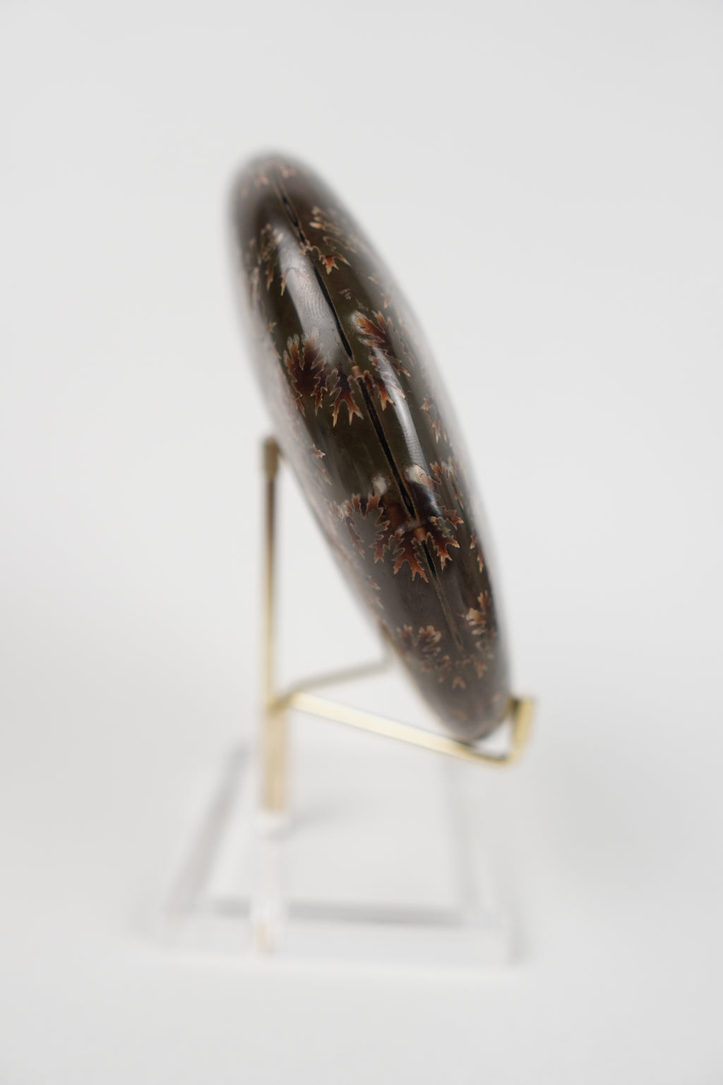 Large Ammonite on Stand