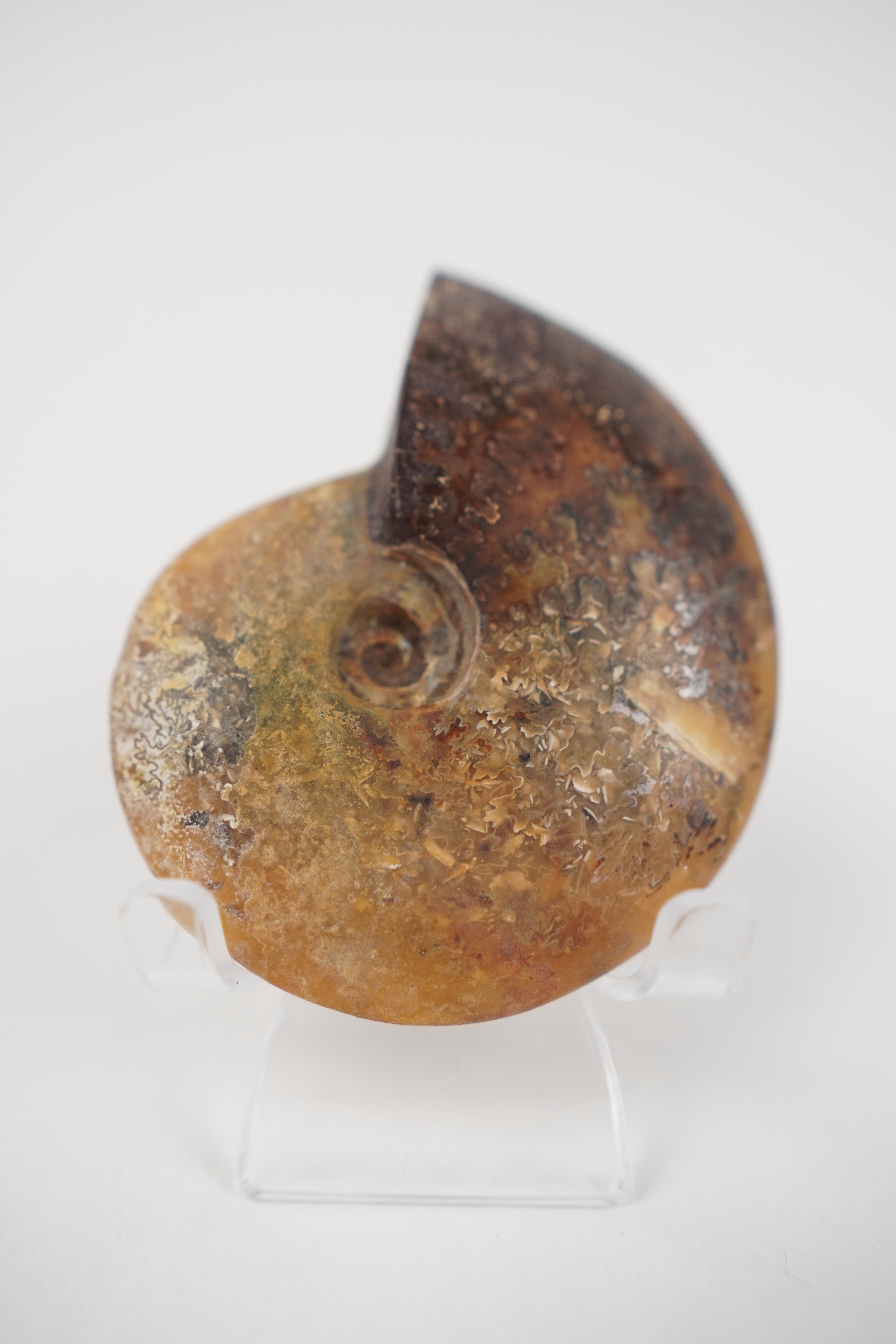 Ammonite on Stand