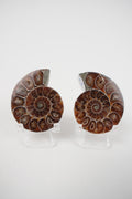 Open Ammonite Pair