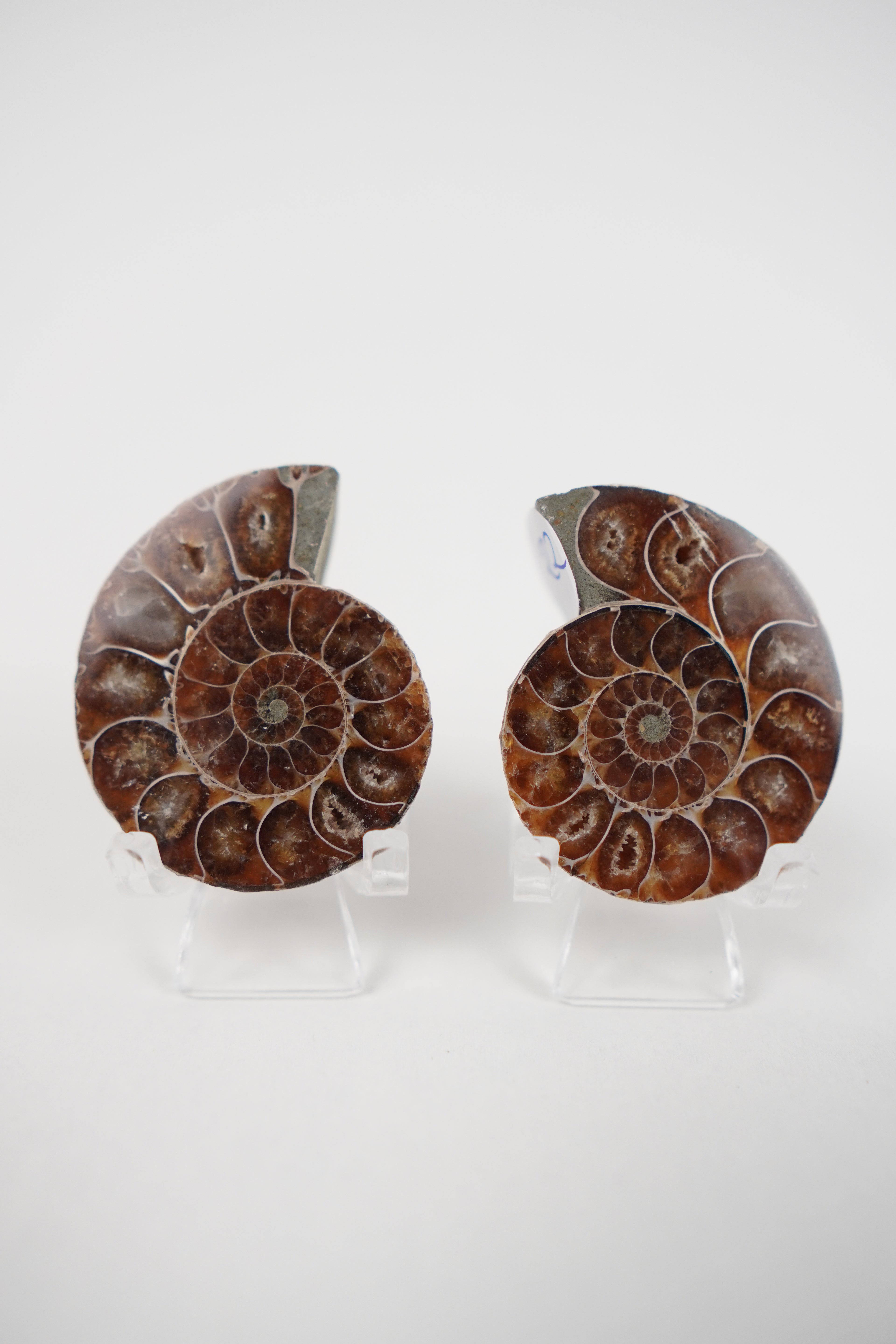 Open Ammonite Pair