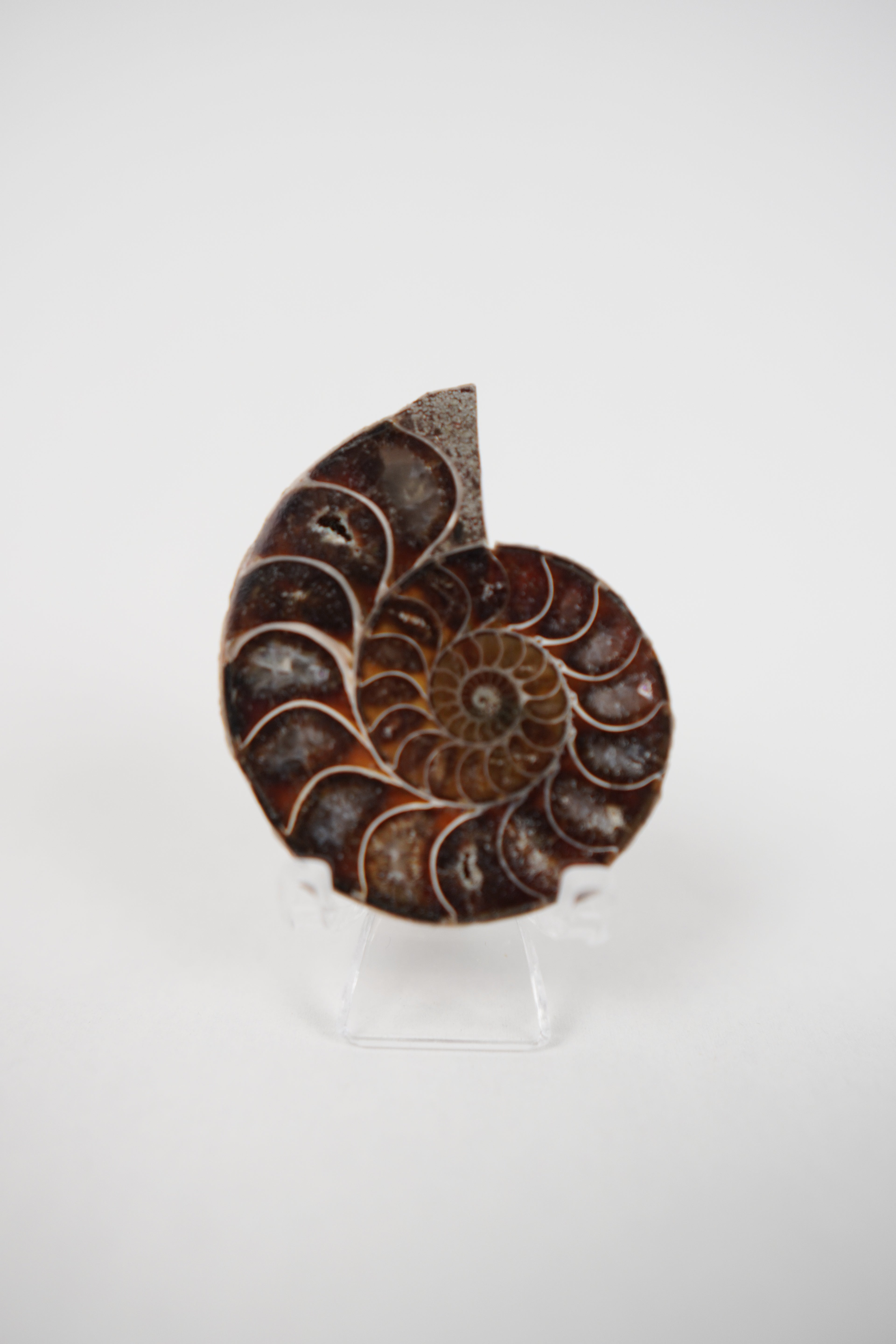 Open Ammonite
