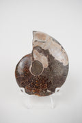 Ammonite on Stand- Choose Your Own