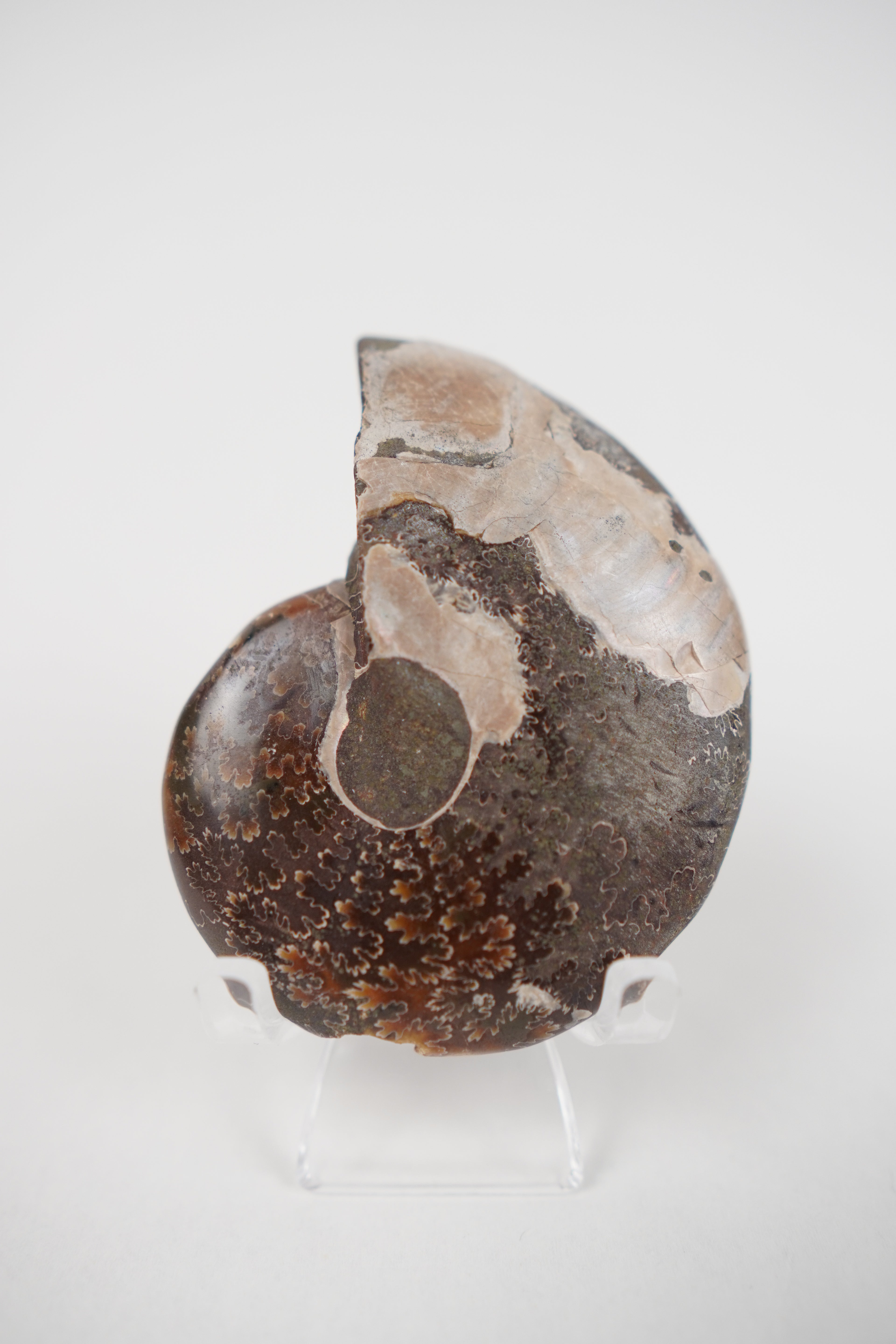 Ammonite on Stand- Choose Your Own