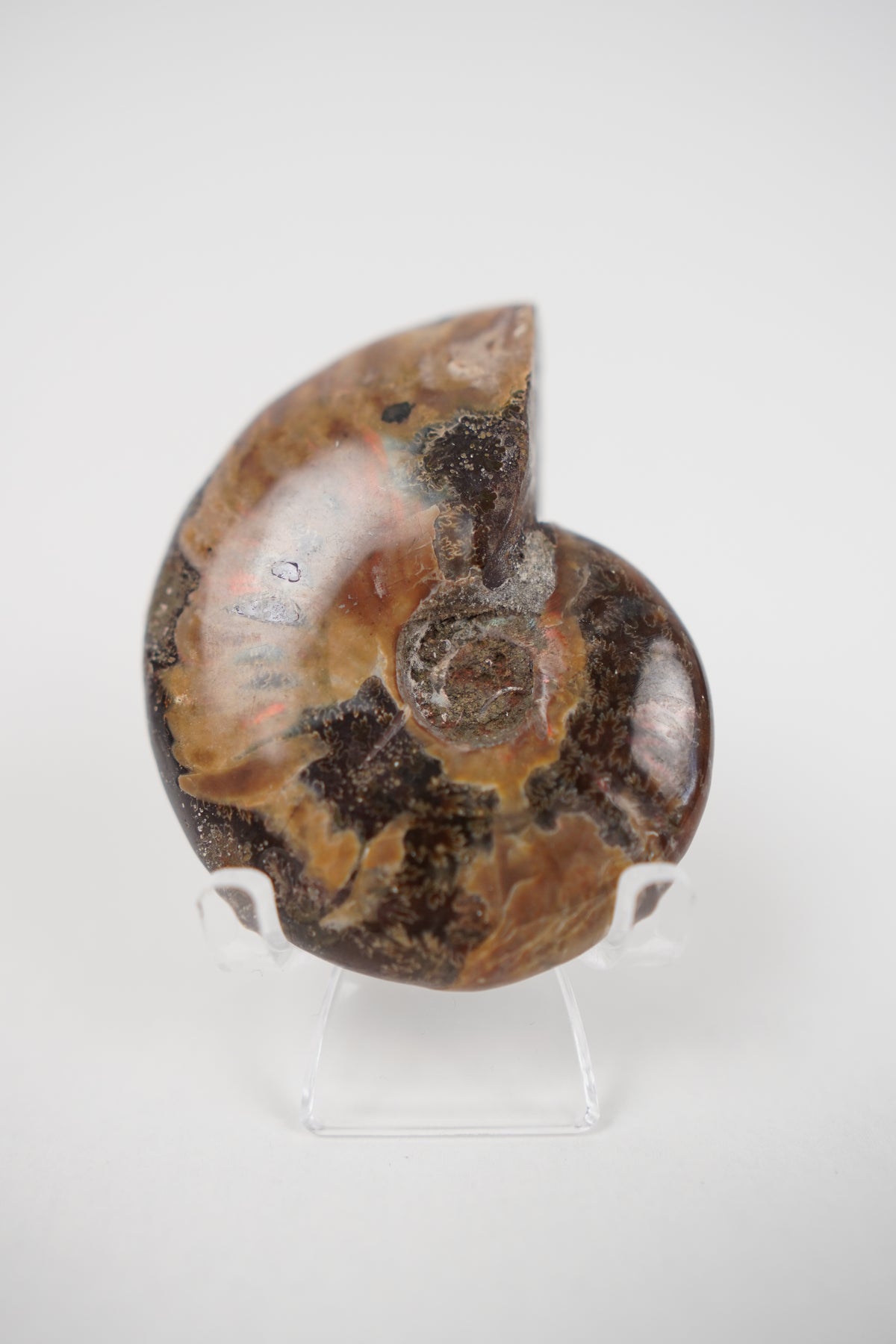 Ammonite on Stand- Choose Your Own