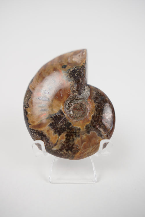 Ammonite on Stand- Choose Your Own