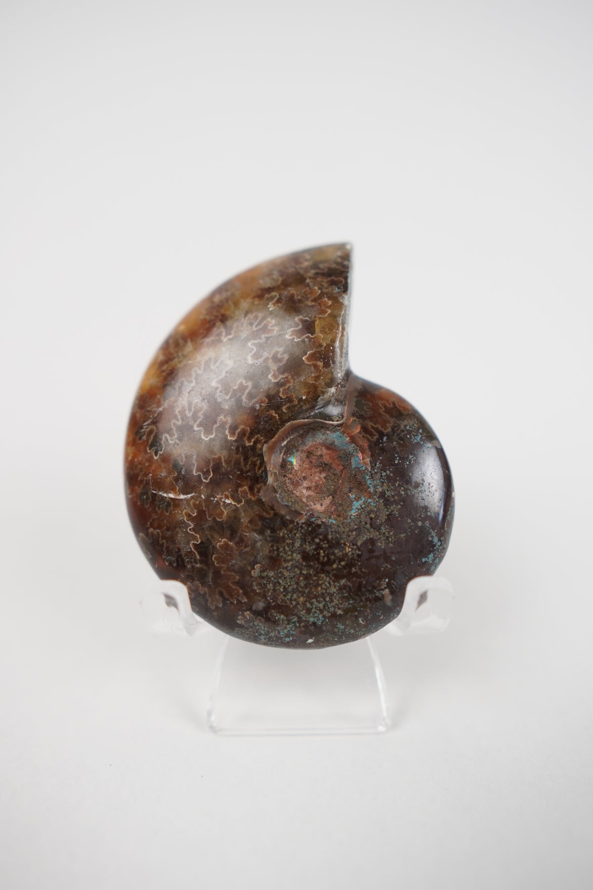 Ammonite on Stand- Choose Your Own