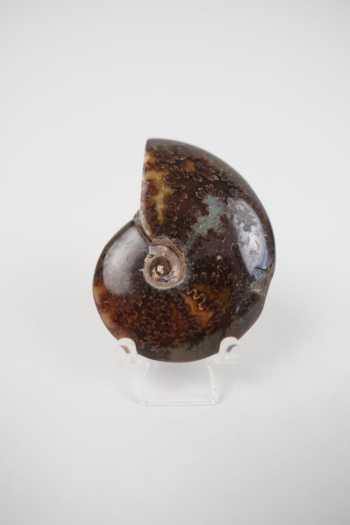 Ammonite on Stand- Choose Your Own