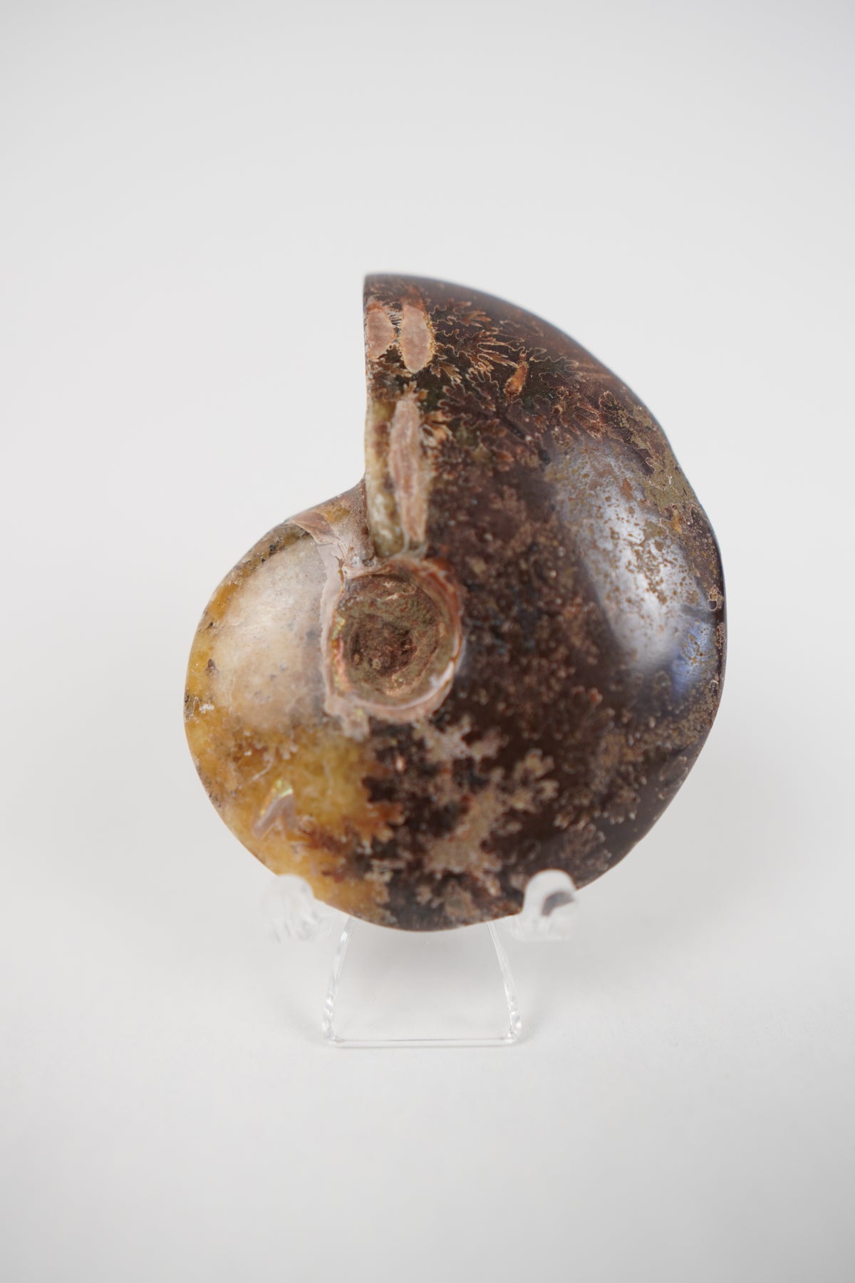 Ammonite on Stand- Choose Your Own