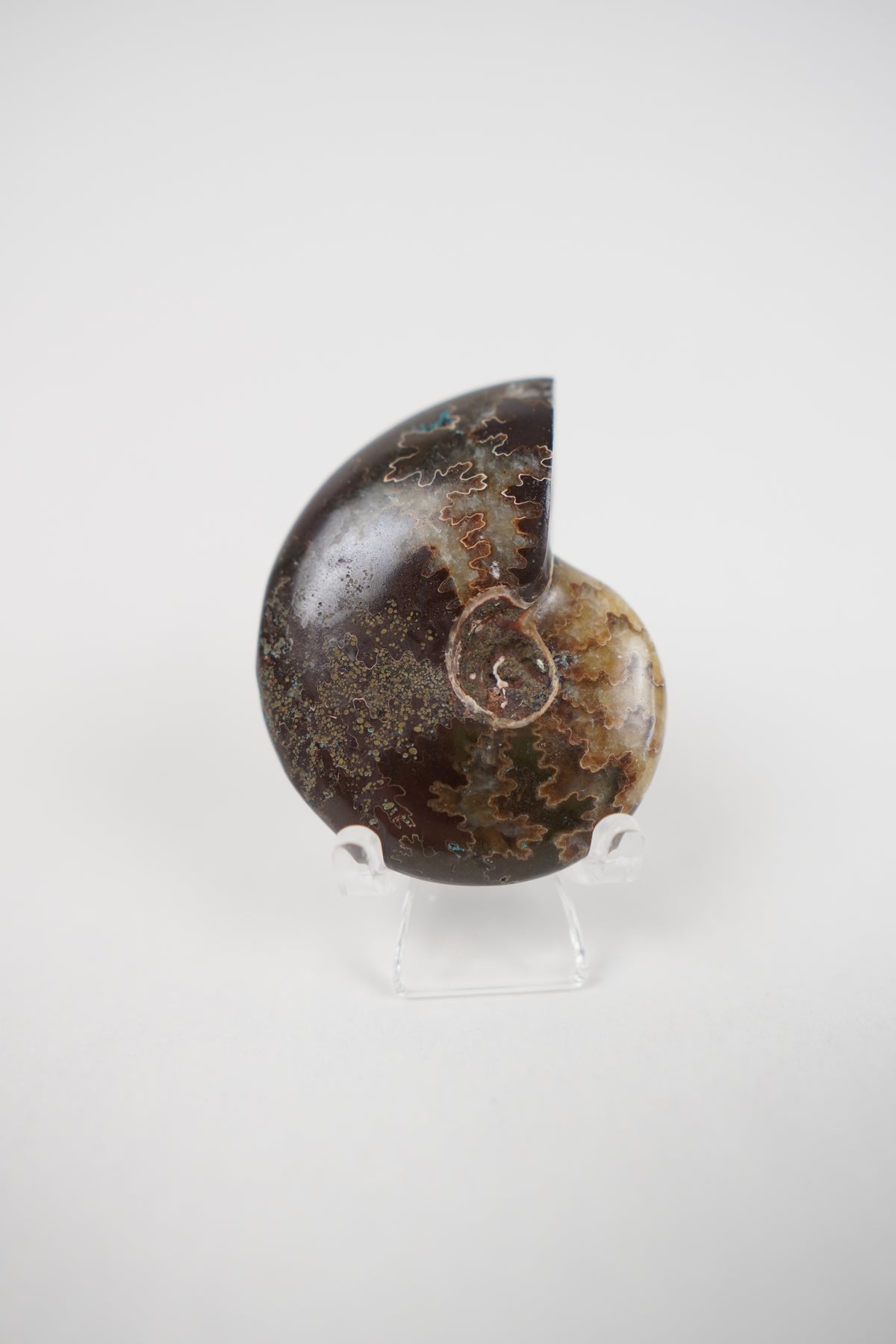 Ammonite on Stand- Choose Your Own