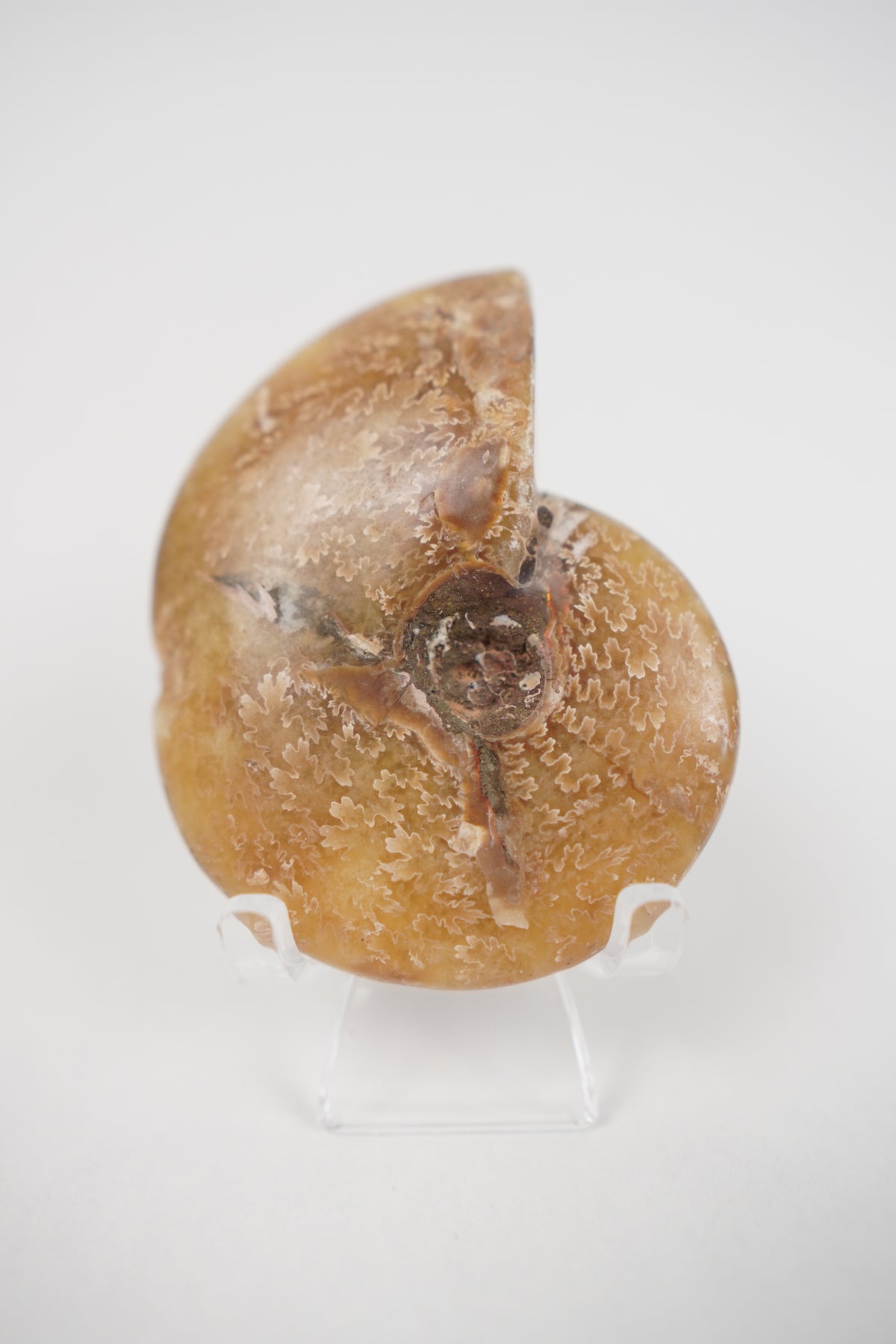Ammonite on Stand- Choose Your Own
