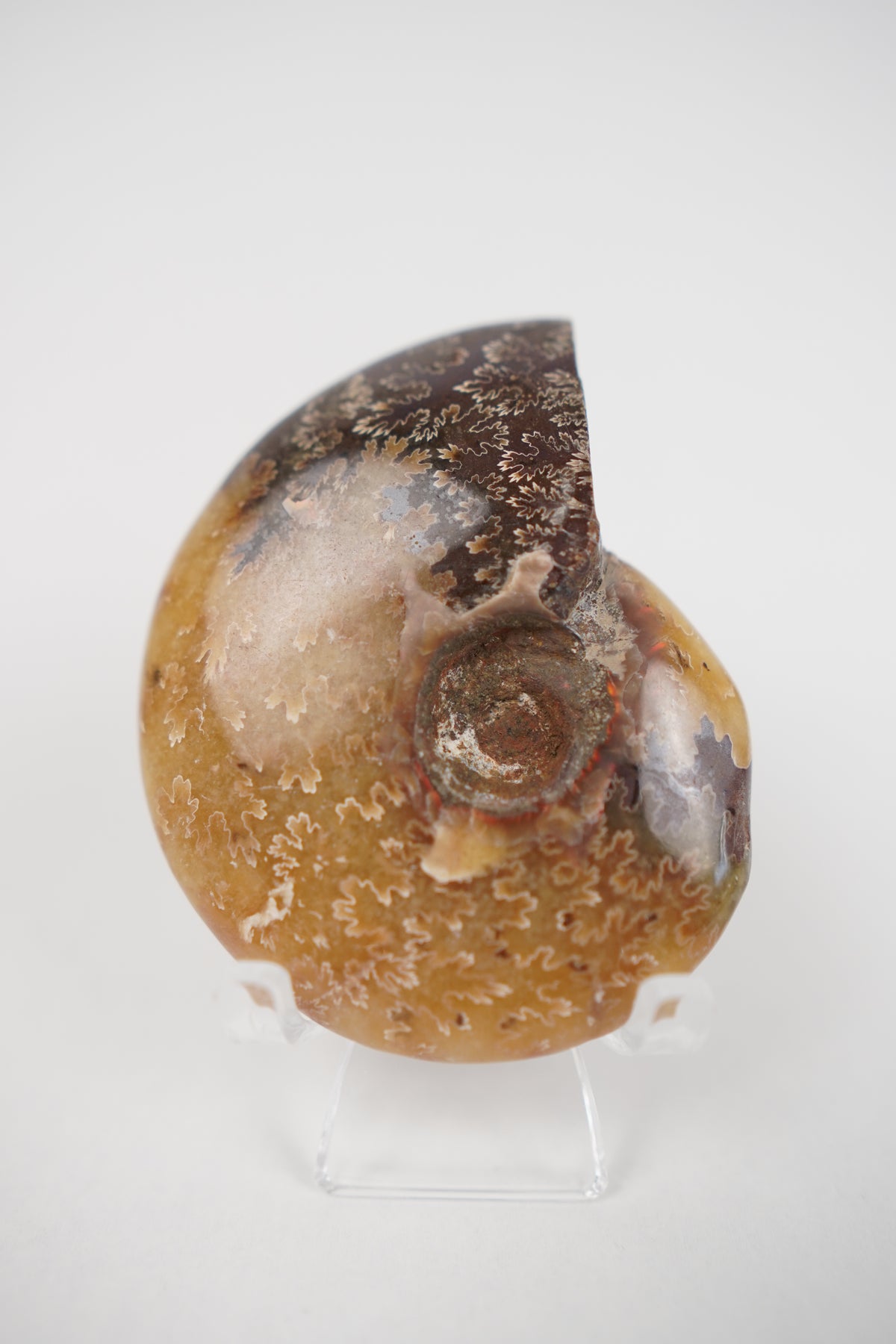 Ammonite on Stand- Choose Your Own