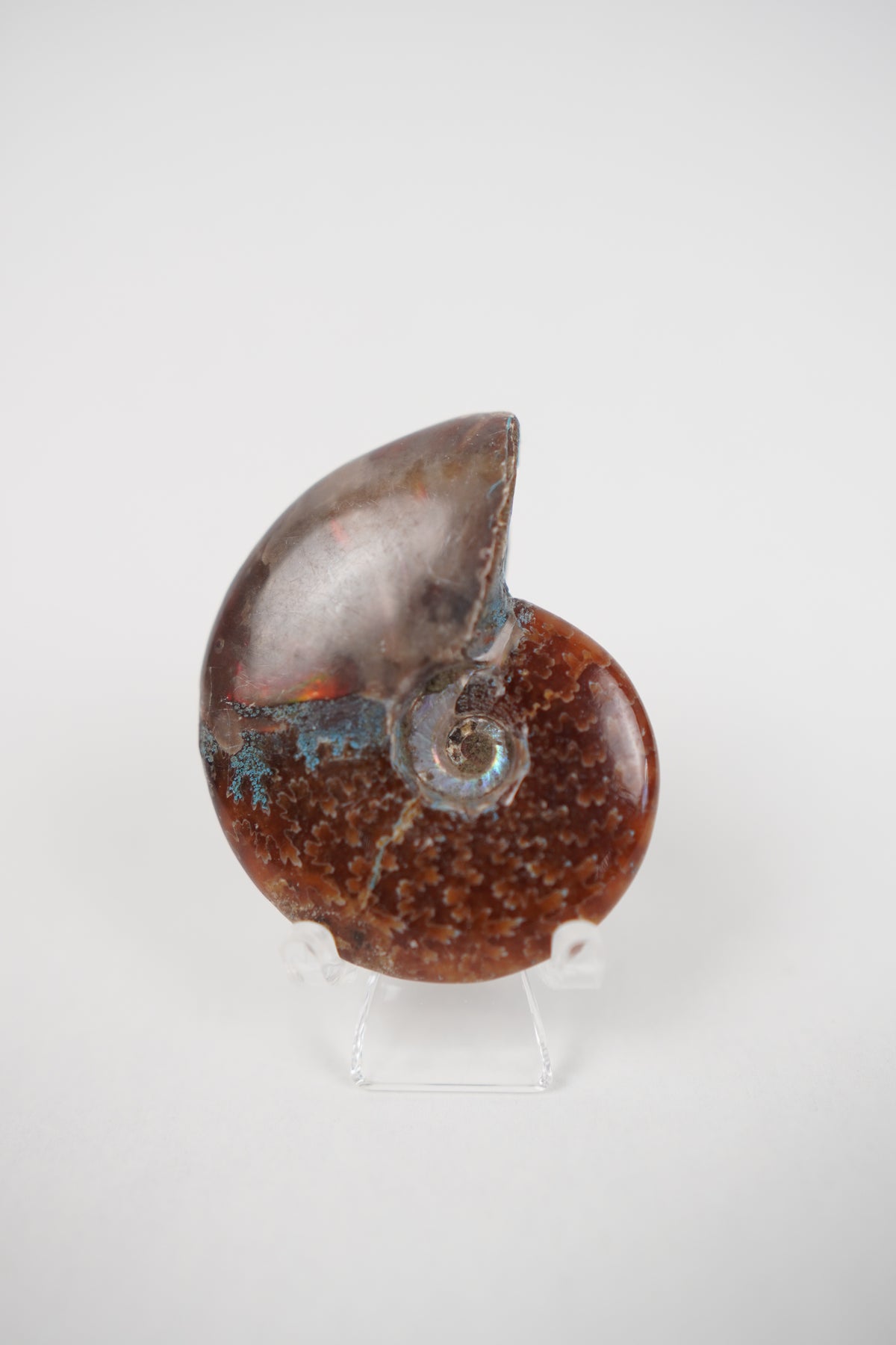 Ammonite on Stand- Choose Your Own