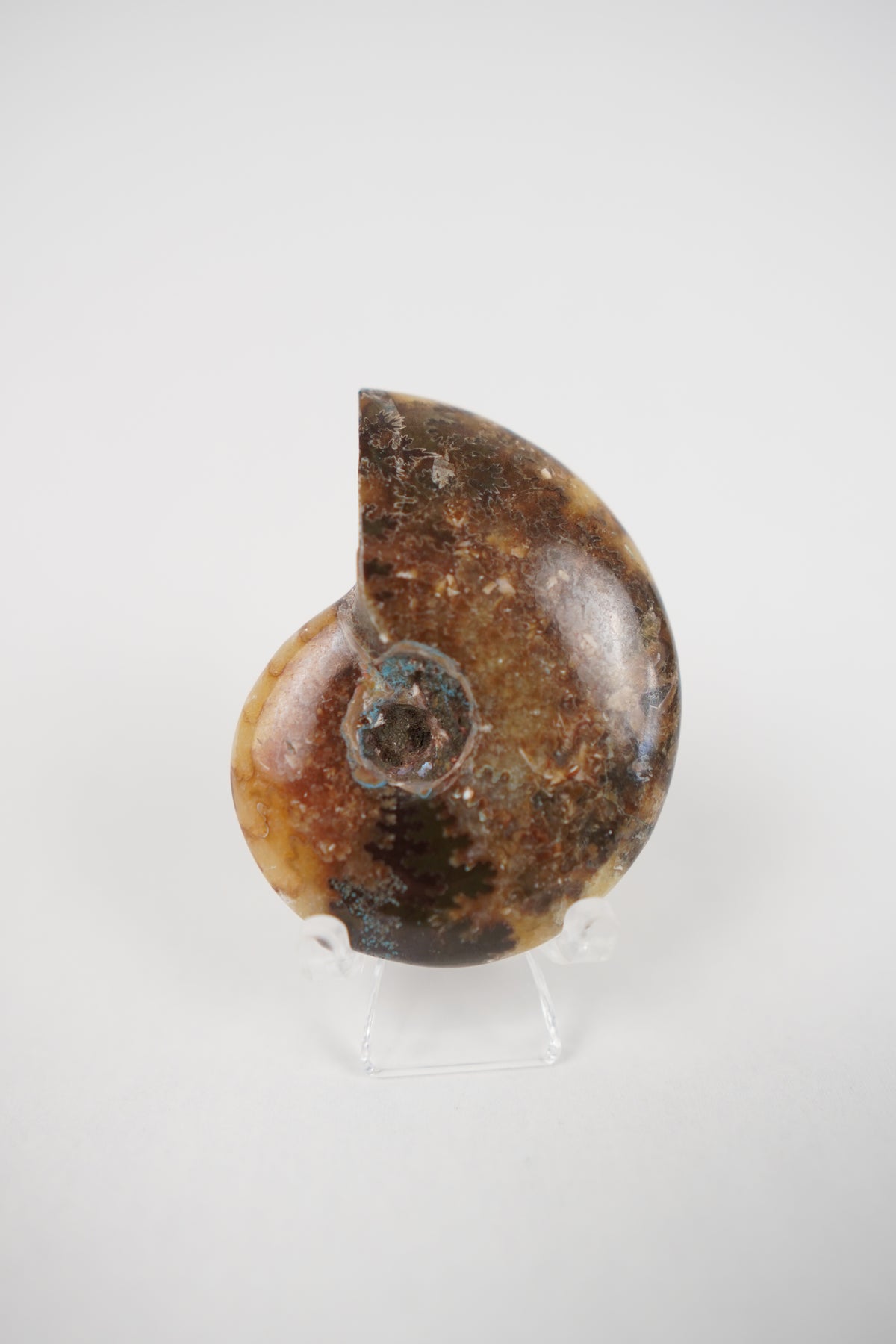 Ammonite on Stand- Choose Your Own