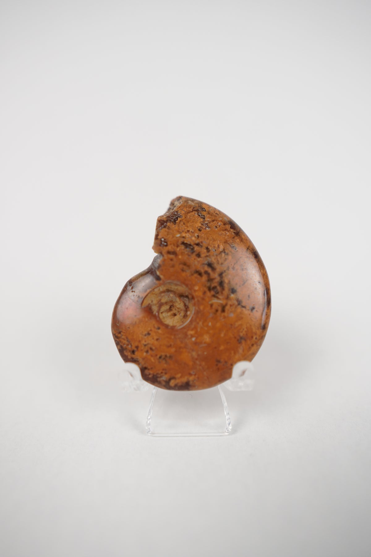 Ammonite on Stand- Choose Your Own