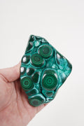 Malacholla Freeform