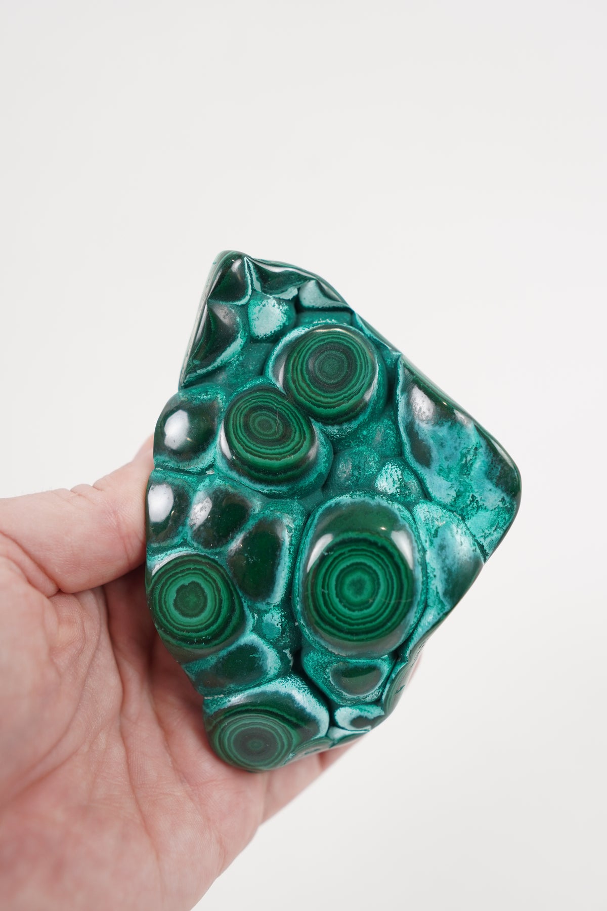 Malacholla Freeform
