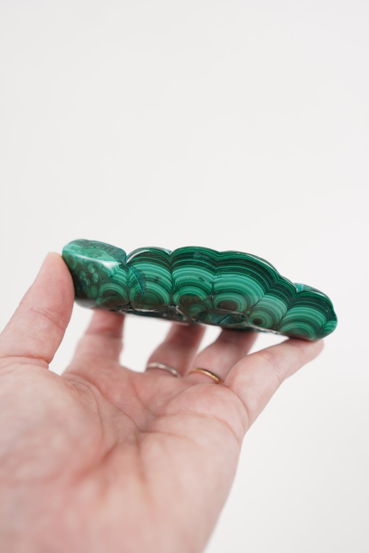 Malacholla Freeform