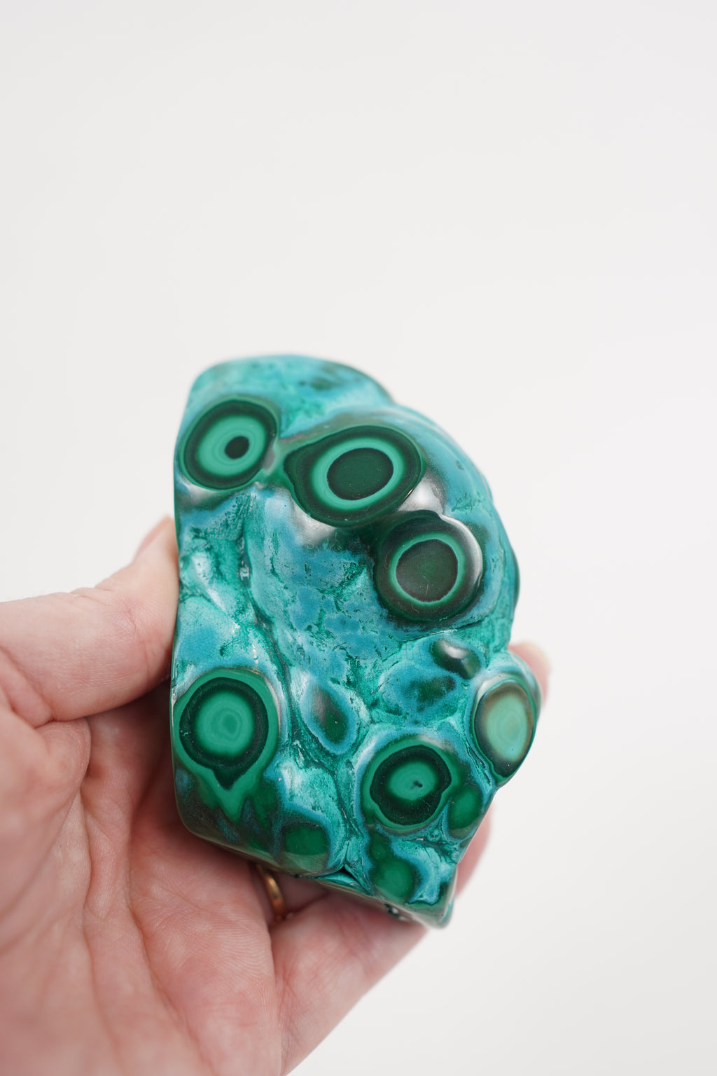 Malacholla Freeform