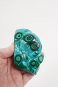 Malacholla Freeform