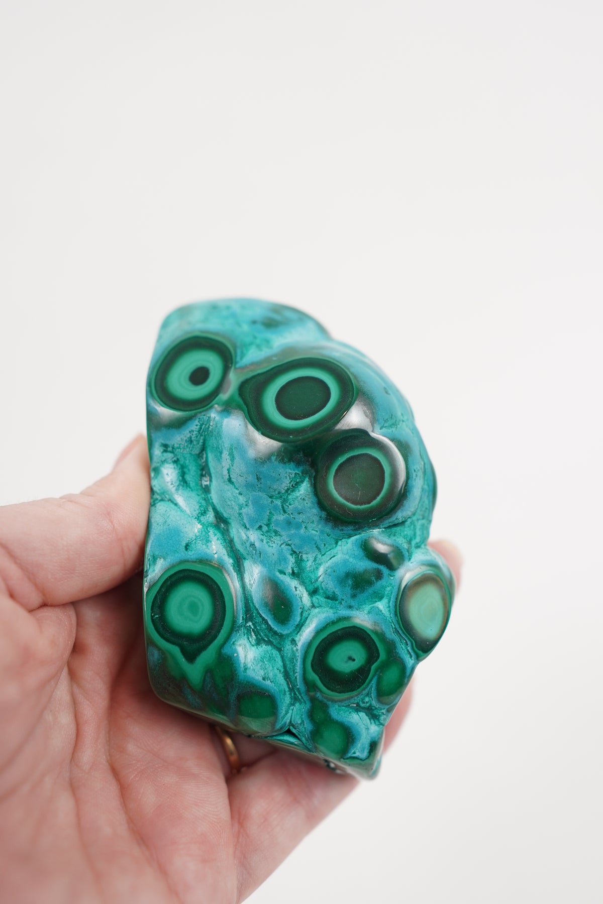 Malacholla Freeform