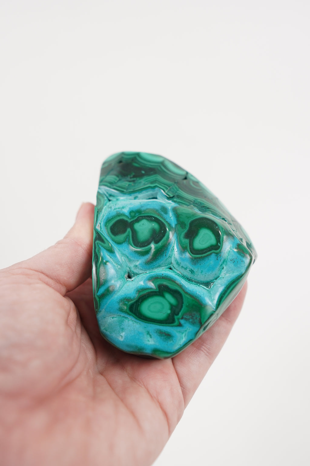 Malacholla Freeform