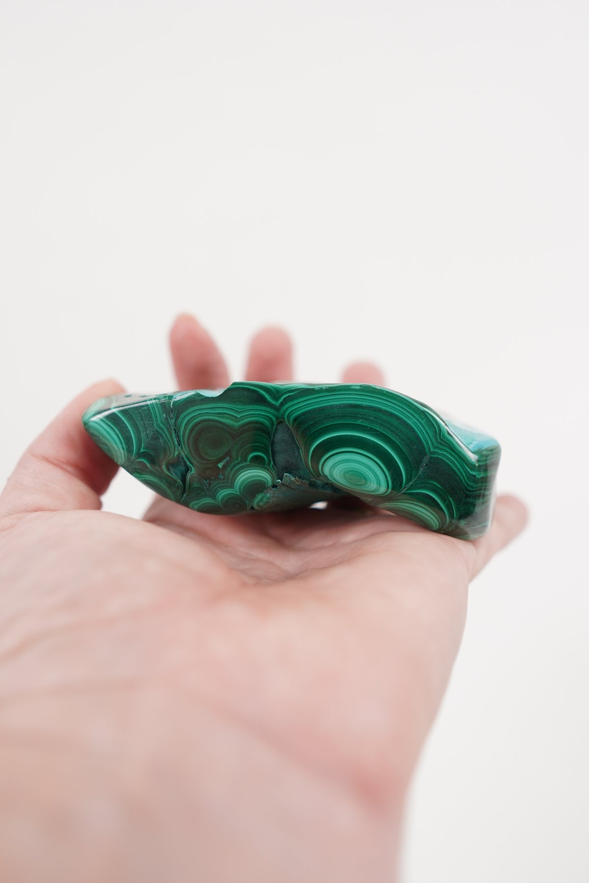 Malacholla Freeform